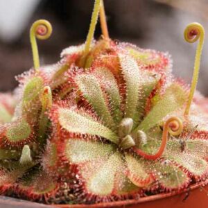 Alice's Sundew, Alice Sundew, Princess Alice's Sundew, Drosera alicia, Carnivorous Plant, Terrarium