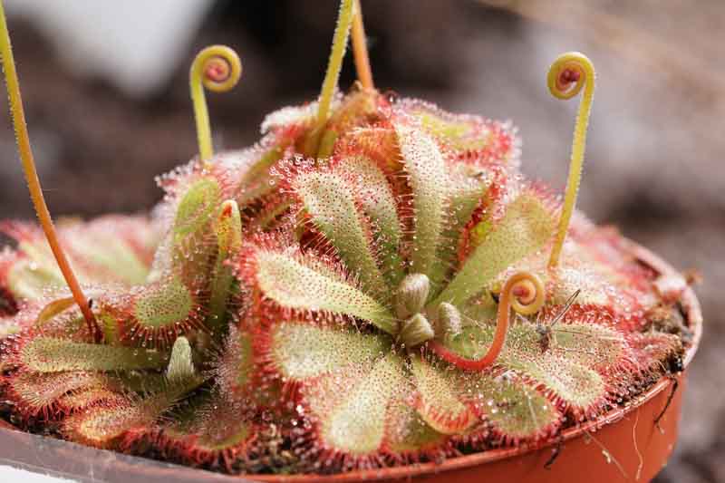 Alice's Sundew, Alice Sundew, Princess Alice's Sundew, Drosera alicia, Carnivorous Plant, Terrarium