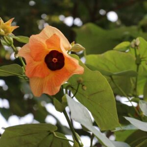 Sea Hibiscus, Hibiscus tiliaceus, Beach Hibiscus, Coastal Hibiscus, coastal Cottonwood, Green Cottonwood, Cottonwood Hbiscus, Sea Rosemallow