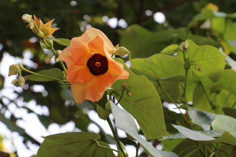 Sea Hibiscus, Hibiscus tiliaceus, Beach Hibiscus, Coastal Hibiscus, coastal Cottonwood, Green Cottonwood, Cottonwood Hbiscus, Sea Rosemallow