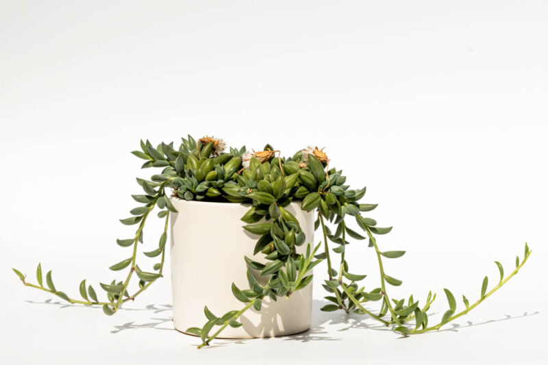 String of Bananas, Senecio radicans, Curio radicans, Trailing Succulent, Trailing Houseplant