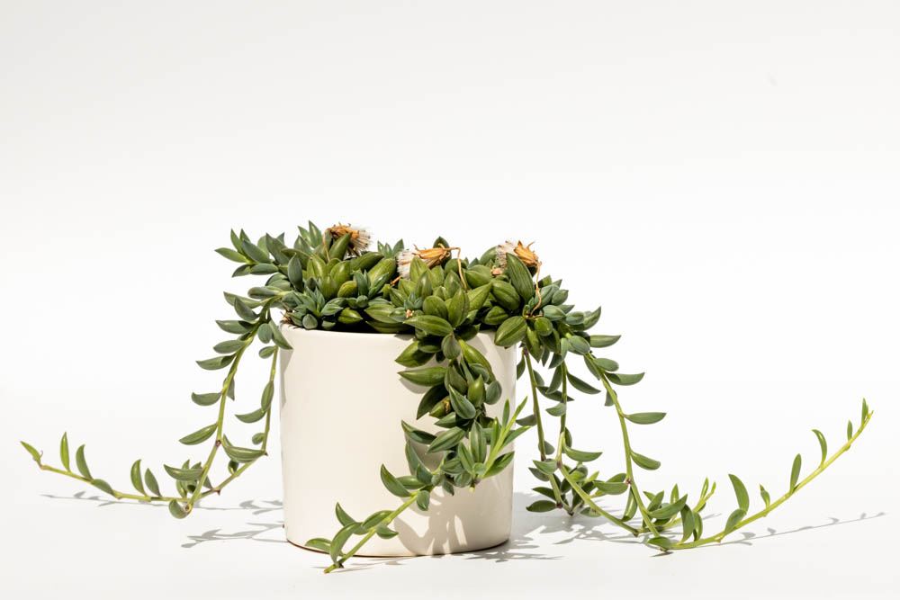 String of Bananas, Senecio radicans, Curio radicans, Trailing Succulent, Trailing Houseplant