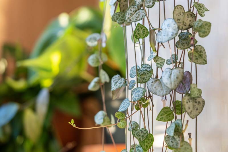 chain of hearts, collar of hearts, string of hearts, rosary vine, hearts-on-a-string, sweetheart vine, Ceropegia woodii