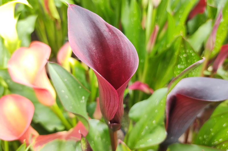 Montevideo Cally Lily, Calla Lily 'Montevideo, Zantedeschia Montevideo, Arum Lily 'Montevideo', Calla Lilies, Arum Lilies, Black Calla lilies, Purple Calla Lillies