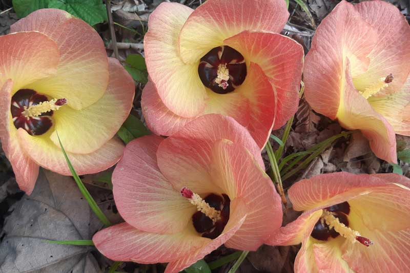 Sea Hibiscus, Hibiscus tiliaceus, Beach Hibiscus, Coastal Hibiscus, coastal Cottonwood, Green Cottonwood, Cottonwood Hbiscus, Sea Rosemallow