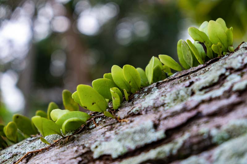 Dragon's Scale Fern, Pyrrosia Piloselloides, Fern, Terrarium