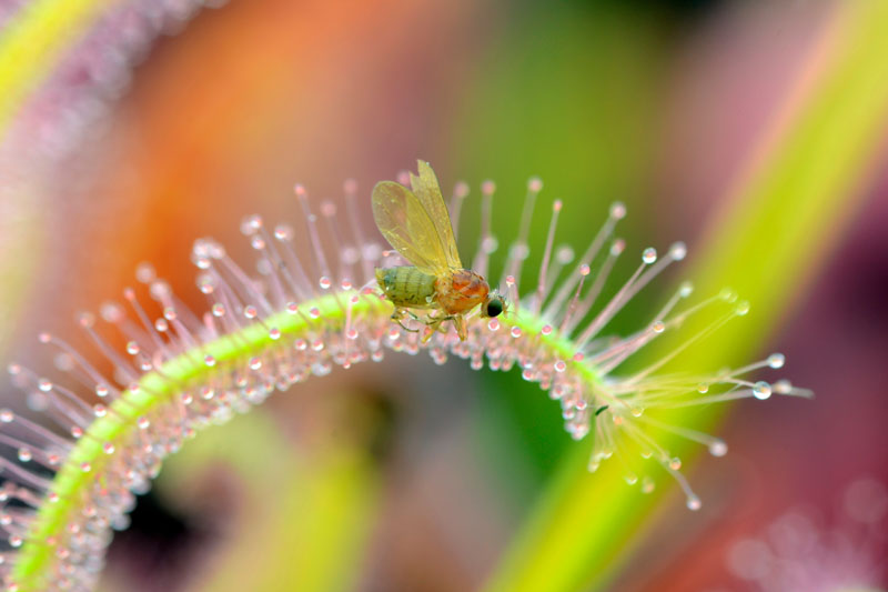 Cape Sundew, Drosera capensis, Carnivorous Plant