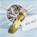 orchid problems, dying orchid, dead orchid, Orchid, Orchids, Orchid Care