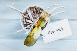 orchid problems, dying orchid, dead orchid, Orchid, Orchids, Orchid Care