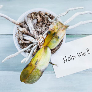 orchid problems, dying orchid, dead orchid, Orchid, Orchids, Orchid Care