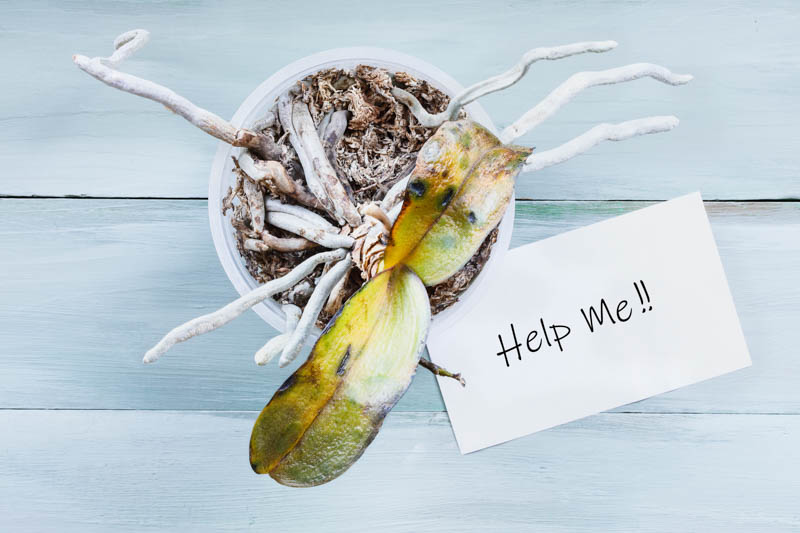 orchid problems, dying orchid, dead orchid, Orchid, Orchids, Orchid Care