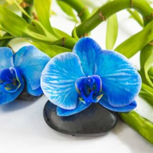 Blue Orchid, Blue Phalaenopsis, Blue Moth Orchid, Phalaenopsis