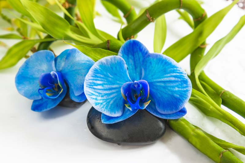 Blue Orchid, Blue Phalaenopsis, Blue Moth Orchid, Phalaenopsis