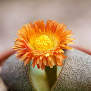 Split Rock, Stone Plant, Liver Plant, Split Rock Plant, Pleiospilos nelii, Succulent, Terrarium