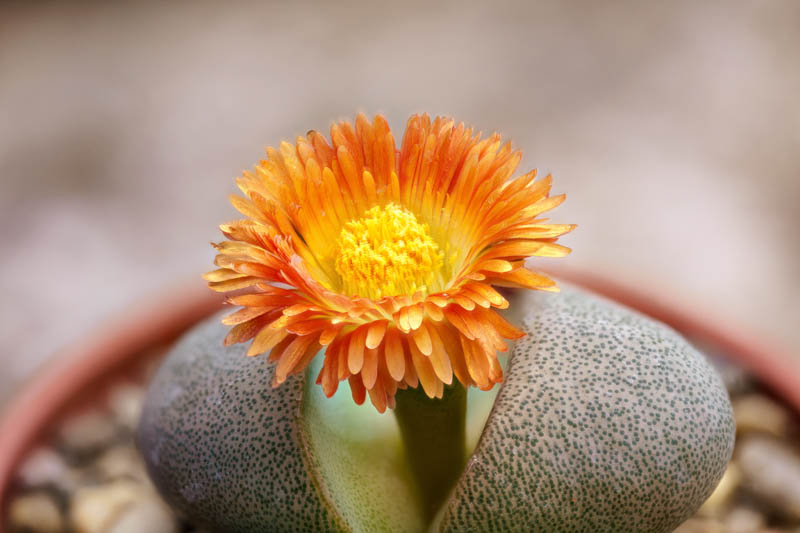 Split Rock, Stone Plant, Liver Plant, Split Rock Plant, Pleiospilos nelii, Succulent, Terrarium