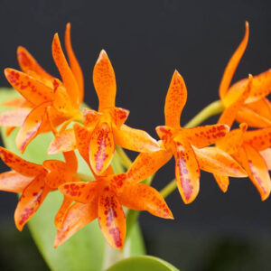Guarianthe aurantiaca, Cattleya aurantiaca, Orange Cattleya, Orange orchid