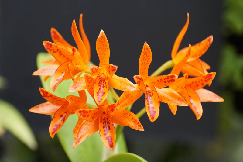 Guarianthe aurantiaca, Cattleya aurantiaca, Orange Cattleya, Orange orchid