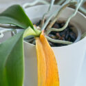 Yellow Leaves, Orchid Yellow Leaves, Orchid Care, Orchids, Orchid