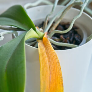 Yellow Leaves, Orchid Yellow Leaves, Orchid Care, Orchids, Orchid