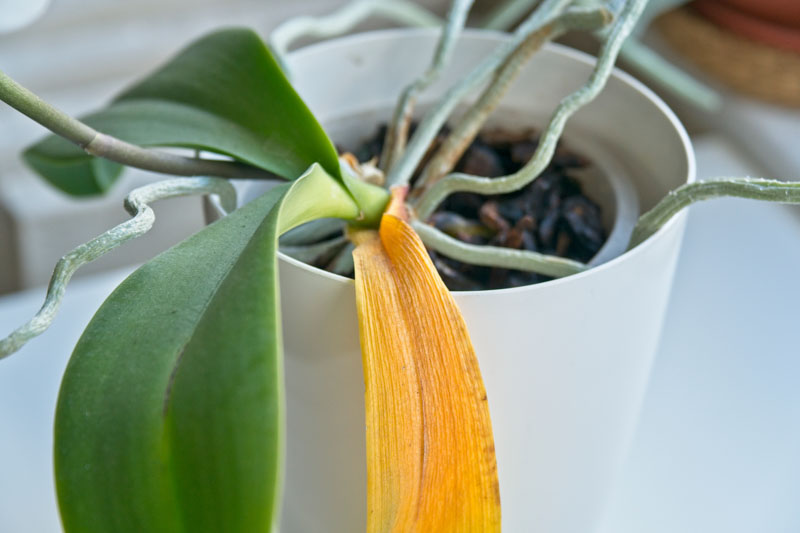 Yellow Leaves, Orchid Yellow Leaves, Orchid Care, Orchids, Orchid