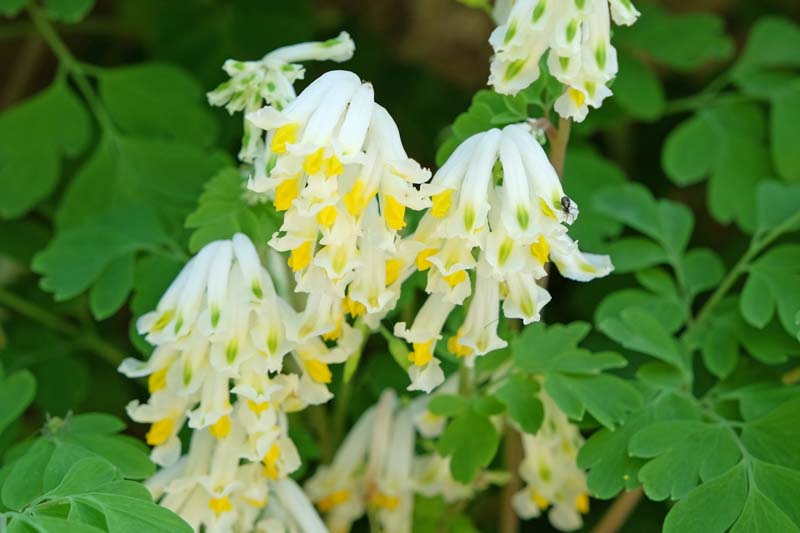 White Corydalis, Pale Corydalis, White Fumitory, Corydalis ochroleuca