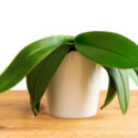 Orchid Leaves, Orchid Leaf Drop, Orchid Leaves Dropping off