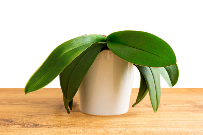 Orchid Leaves, Orchid Leaf Drop, Orchid Leaves Dropping off