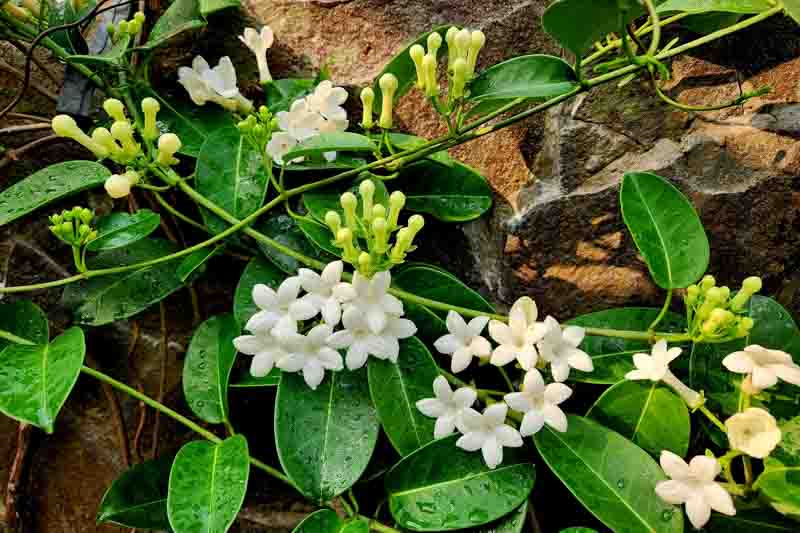 Madagascar Jasmine, Bridal Wreath, Bride's Flower, Clustered Wax Flower, Hawaiian Wedding Flower, Wax Flower, Stephanotis floribunda, Houseplant, Hanging Basket