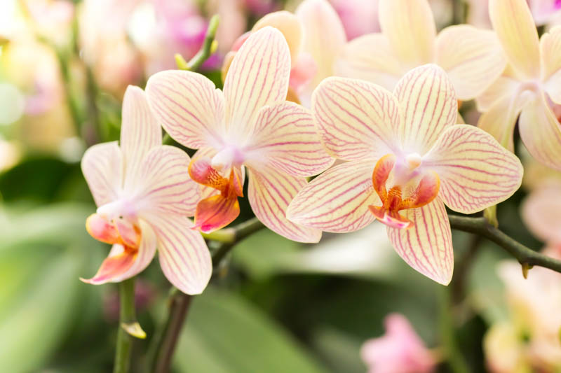 Orchid, Orchids, Orchid Flower