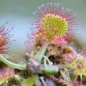 Roundleaf Sundew, Common Sundew, Drosera rotundifolia, Carnivorous Plant