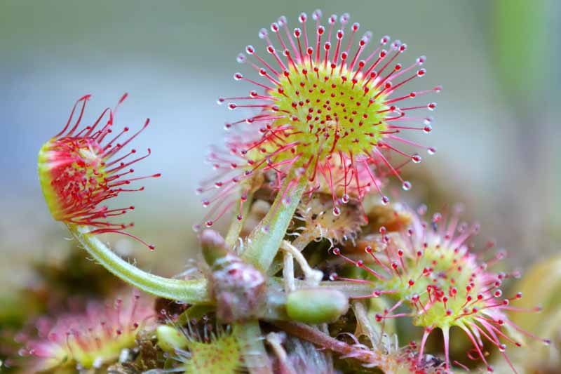 Roundleaf Sundew, Common Sundew, Drosera rotundifolia, Carnivorous Plant