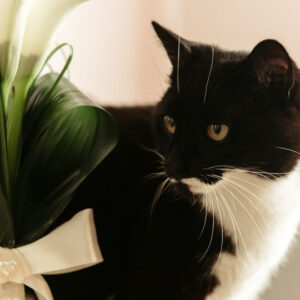 Calla Lily, Calla Lily Toxic, Cat, Calla Lilies, Toxic Plants, Toxic Flowers