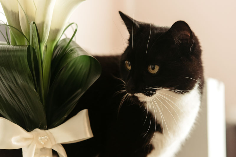 Calla Lily, Calla Lily Toxic, Cat, Calla Lilies, Toxic Plants, Toxic Flowers
