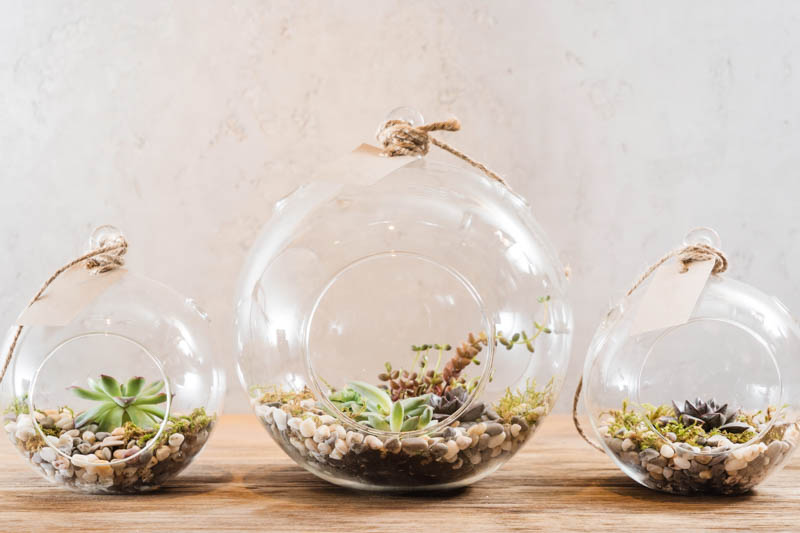 Succulent Terrarium Terrarium, Open Terrarium, Succulents