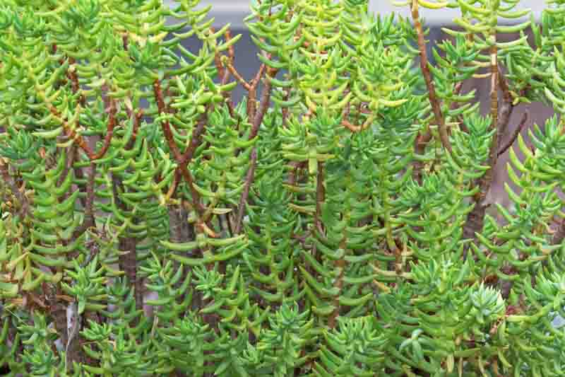 Miniature Pine Tree, Crassula tetragona, Baby Pine of China, Succulent, Terrarium