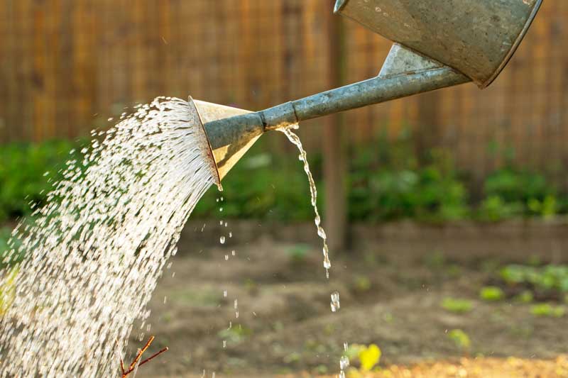 Watering, Overwatering, Root Rot