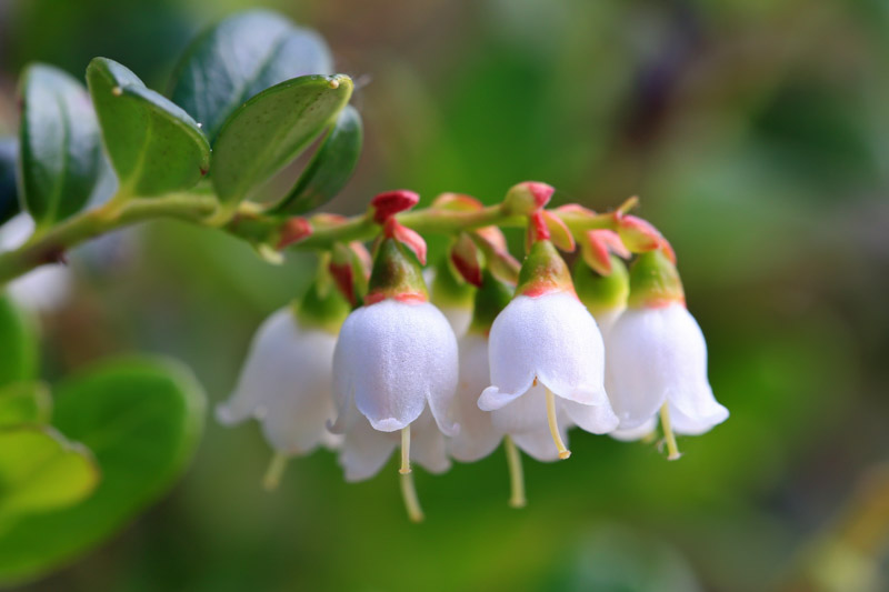 Lingonberry, Partridgeberry, Mountain Cranberry, Cowberry, Vaccinium vitis-idaea, berries, evergreen shrub