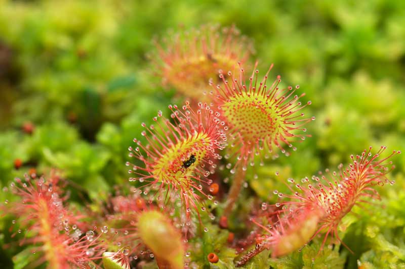 Roundleaf Sundew, Common Sundew, Drosera rotundifolia, Carnivorous Plant