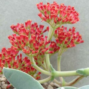 Propeller Plant, Airplane Plant, Crassula falcata, Succulent, Terrarium