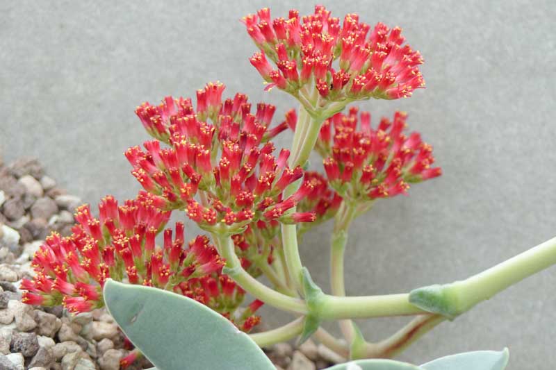 Propeller Plant, Airplane Plant, Crassula falcata, Succulent, Terrarium