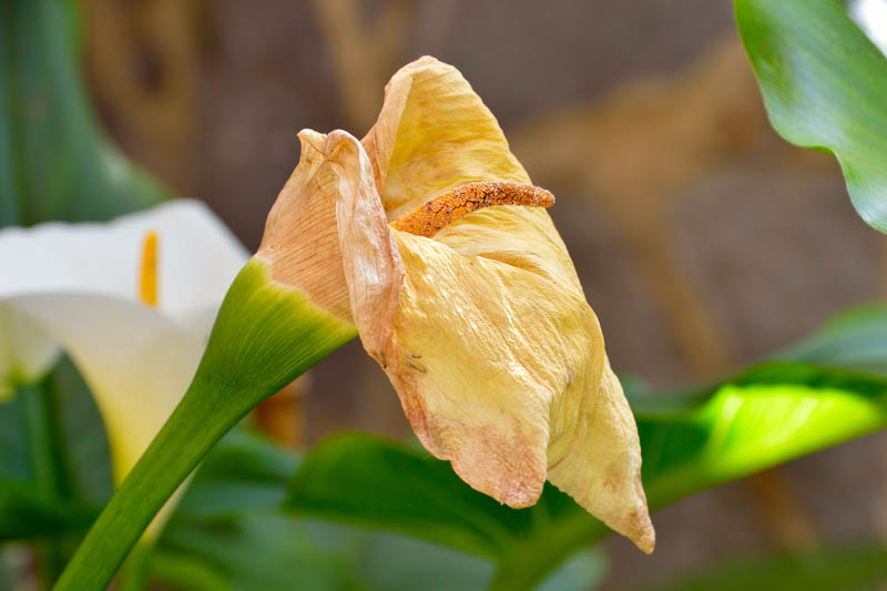Calla Lily, Calla Lilies, Calla Ly Flower, Calla Lily Bouquet