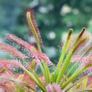 Cape Sundew, Drosera capensis, Carnivorous Plant