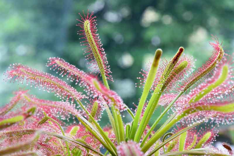 Cape Sundew, Drosera capensis, Carnivorous Plant