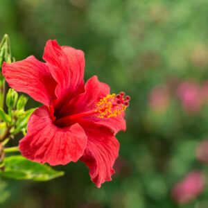 Hibiscus flowe, Hibiscus tree, Hibiscus plants, Red hibiscus