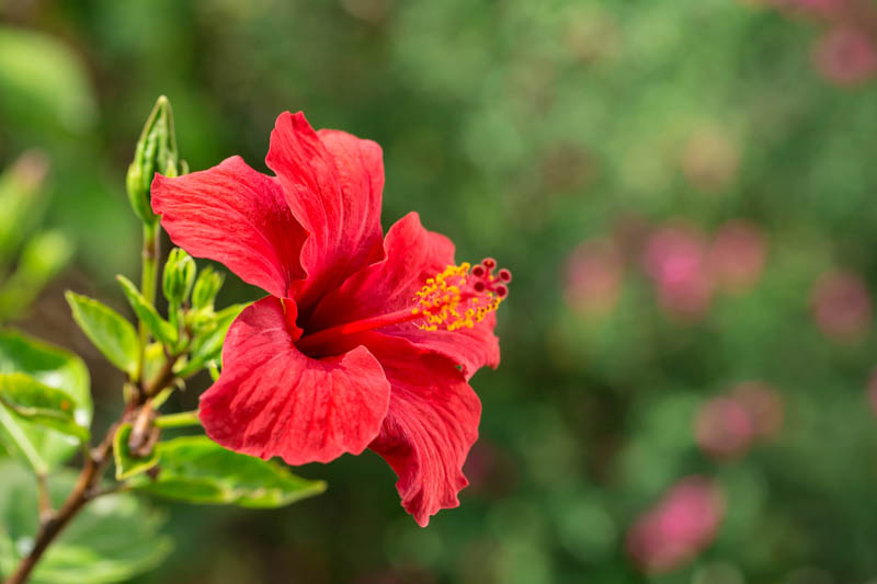 Hibiscus flowe, Hibiscus tree, Hibiscus plants, Red hibiscus
