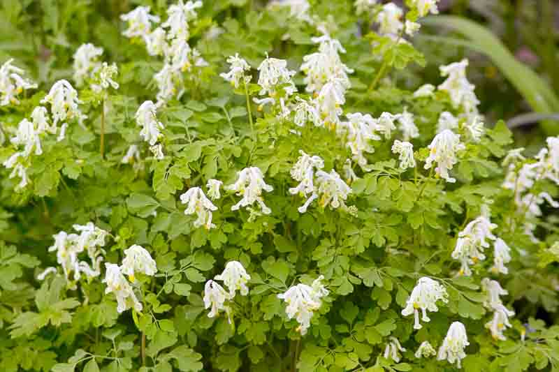 White Corydalis, Pale Corydalis, White Fumitory, Corydalis ochroleuca