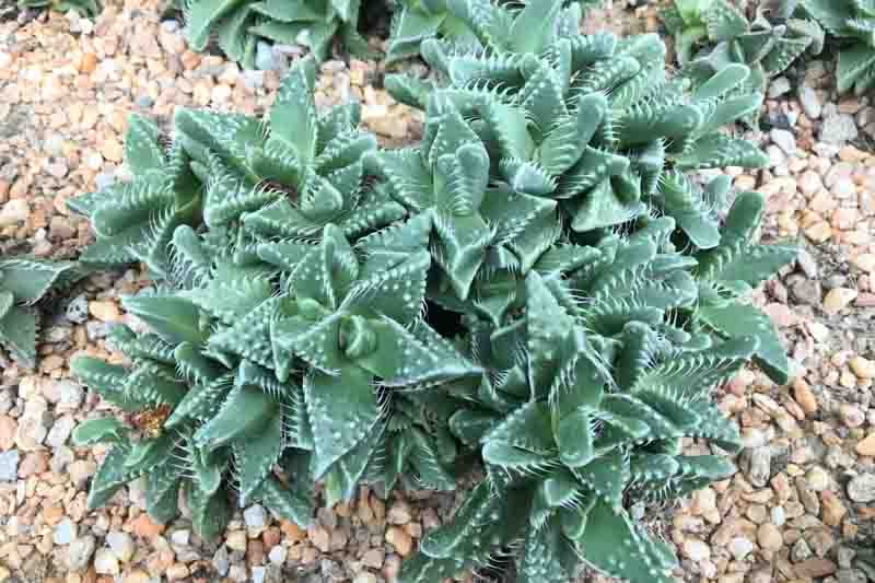 Tiger Jaws, Shark's Jaws, Tiger Chop, Tiger Jaw, Tiger's Chaps, Tiger's Claws, Tiger's Jaws,Tiger's Mouth, Faucaria tigrina, Succulent