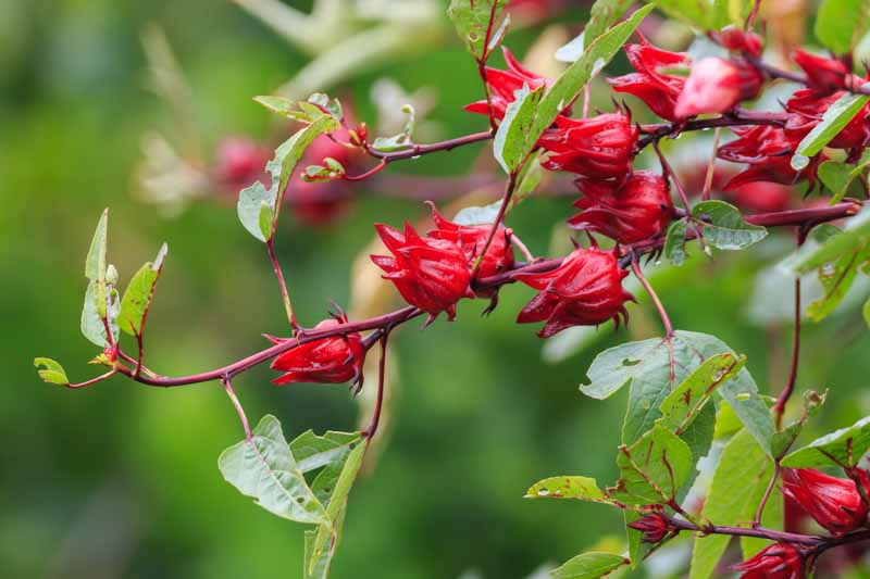 Roselle, hibiscus sabdariffa, Florida Cranberry, Indian Sorrel, Jamaican Tea, Maple-Leaf Hibiscus, October Hibiscus, Red Sorrell
