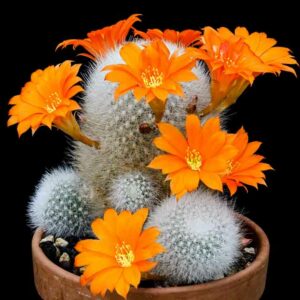 White-haired Crown, Little Mouse, Orange Snowball, Rebutia muscula, cactus, succulent, terrarium