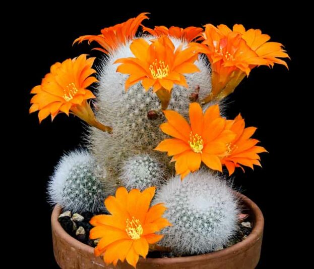 White-haired Crown, Little Mouse, Orange Snowball, Rebutia muscula, cactus, succulent, terrarium